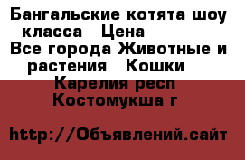 Бангальские котята шоу класса › Цена ­ 25 000 - Все города Животные и растения » Кошки   . Карелия респ.,Костомукша г.